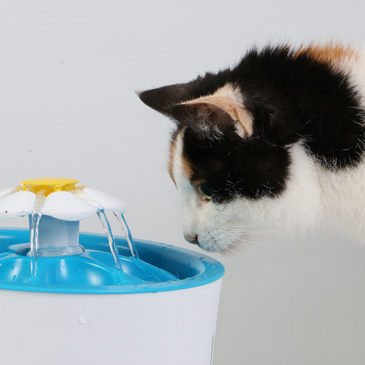 Keeping Your Cat Cool: Beating the UAE Summer Heat