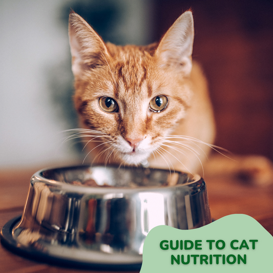 Fueling Your Feline Friend: A Guide to Cat Nutrition