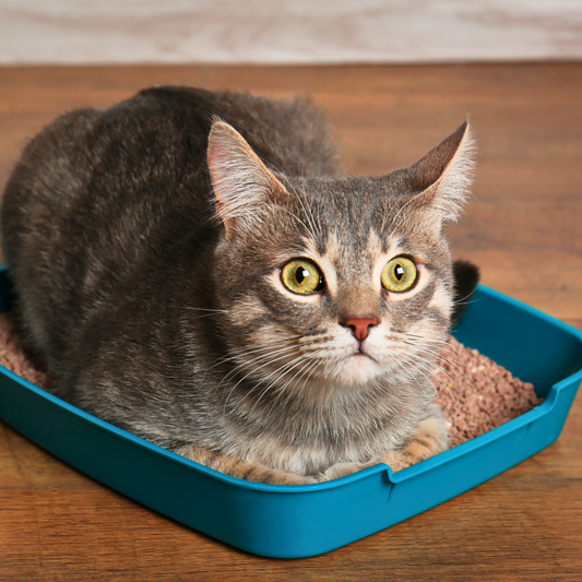 Best Eco-Friendly Cat Litter: Safe Choices for Your Feline Friend