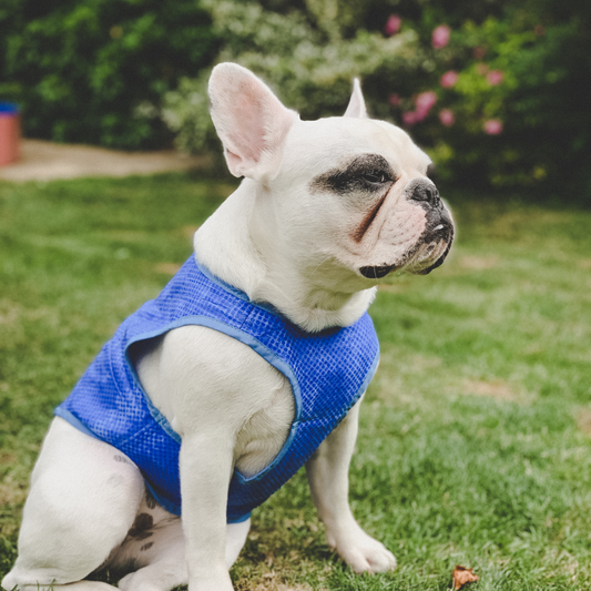 UAE Dog Owners: Essential Summer Hacks to Keep Your Pup Cool