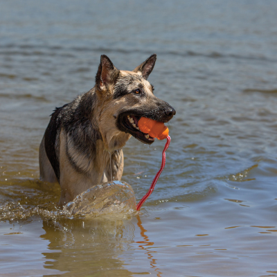 Kong Dog Toy Aqua