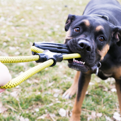 Kong Jaxx Infinity Tug Dog Toy