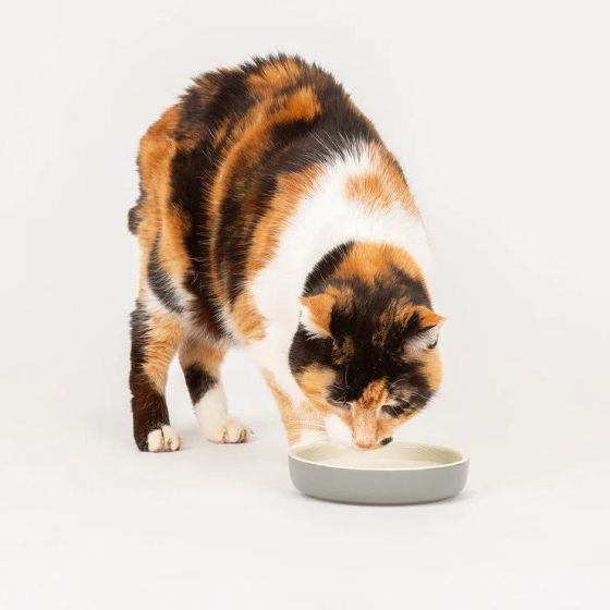 Scruffs Classic Cat & Small Pet Saucer