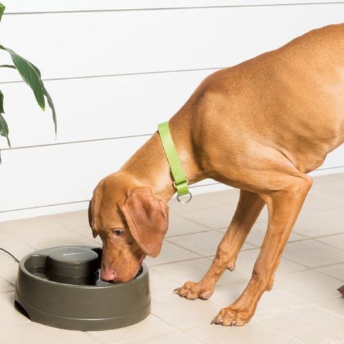 Petsafe Drinkwell Current Water Fountain